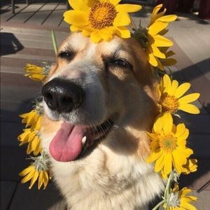 Meet your Posher, Dara